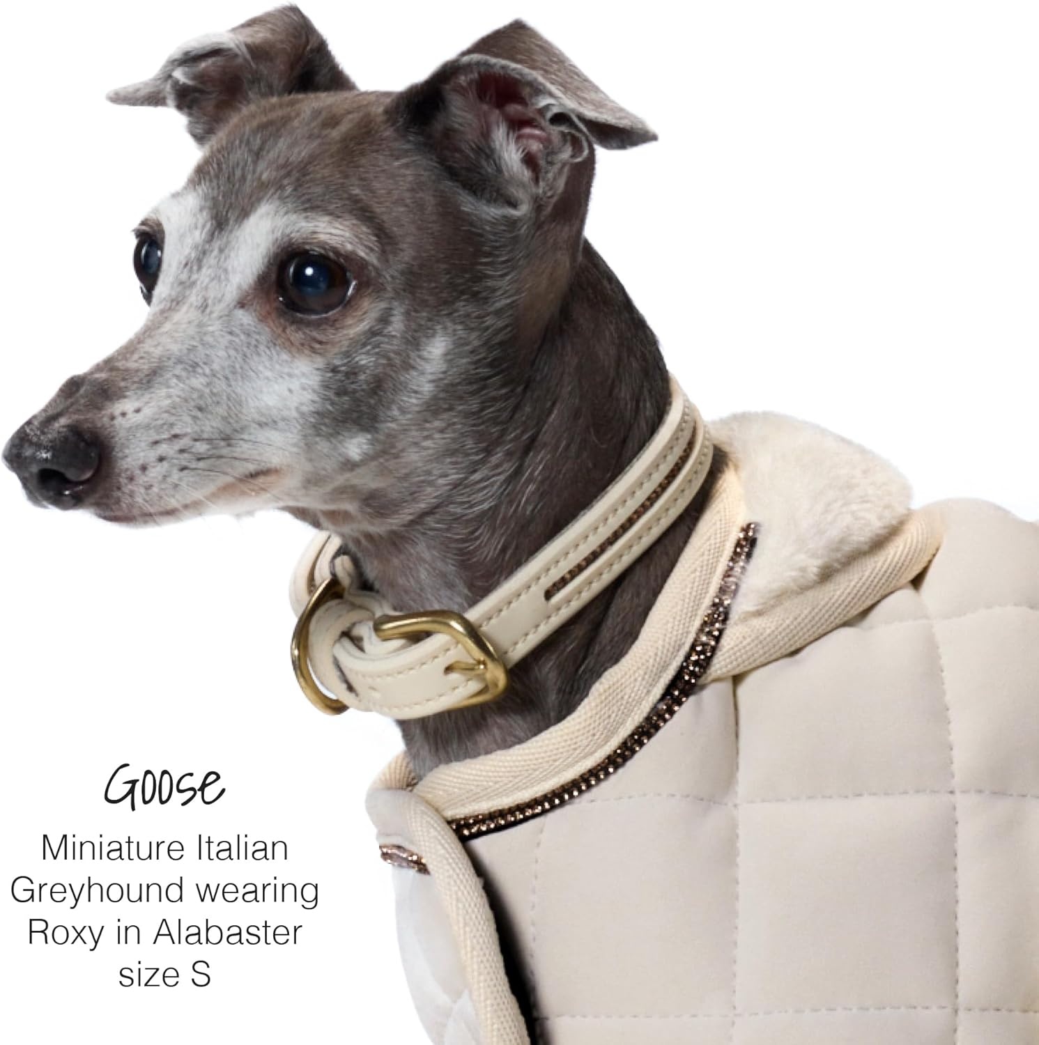 image:imageRoxy The Crystal Bling Collar Durable Vegan Leather with Brass amp Crystals Pet Collars Small Medium Large Dogs Alabaster XXLarge 29Alabaster