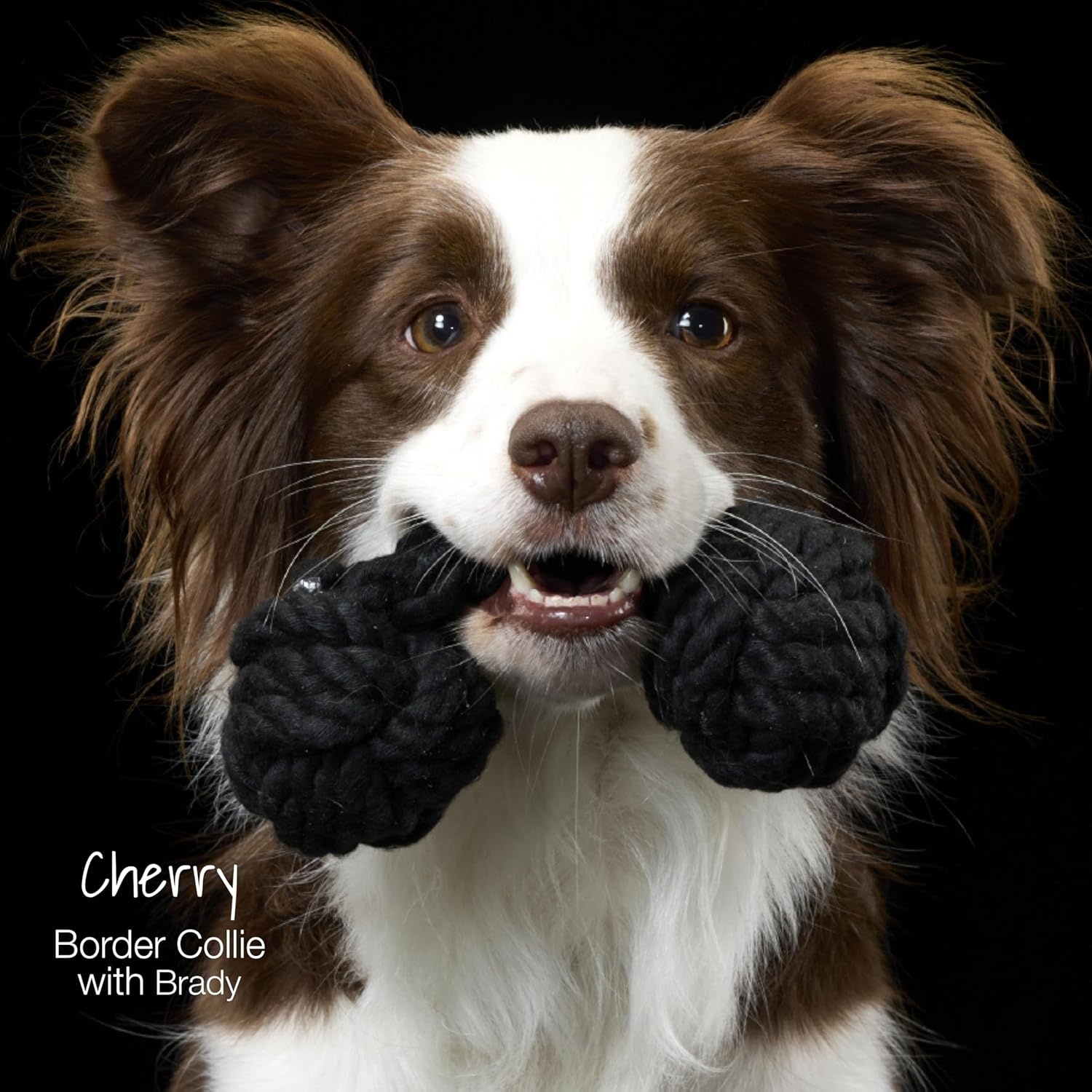 image:imagePet Passion Brady The Rope Tug Toy 3Pack Organic Cotton Dog Rope Pull Toys for All Pet Breeds Black Ombre One SizeHalloween